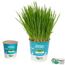 Grama Mágica Pulo du Gato