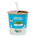 Grama Mágica Pulo du Gato