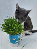 Grama Mágica Pulo du Gato