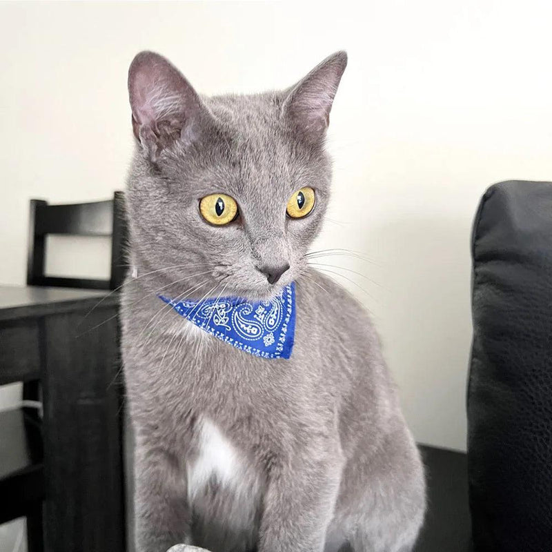 Bandana Charmosa Ajustável para Gato - Pulo Du Gato