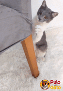 Capa de Cadeira À Prova de Garras Pulo Du Gato