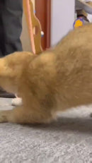 Brinquedo Rabinho de Rato para Gato